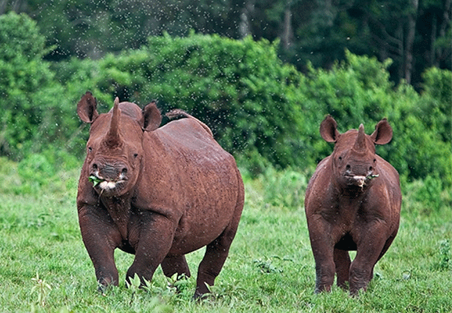 Aberdare National Park