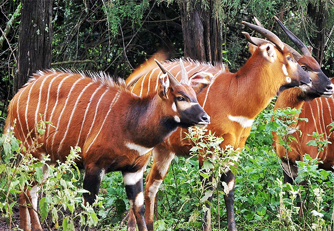 Aberdare National Park