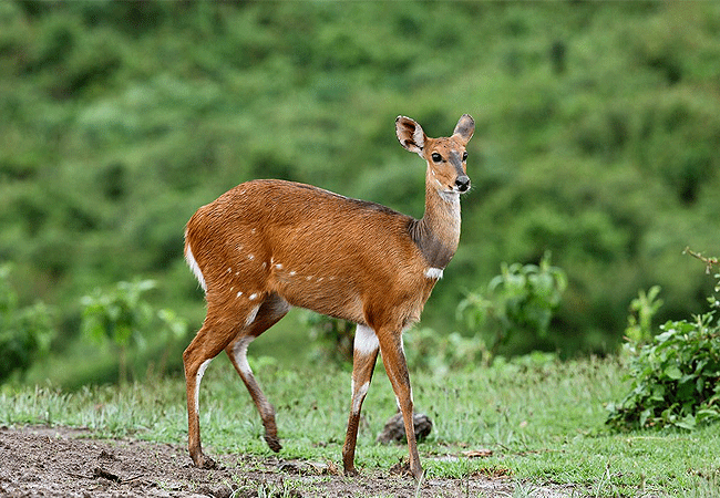 Aberdare National Park