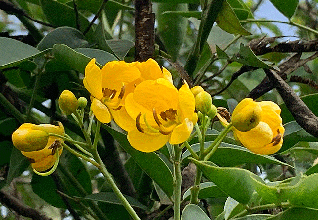 Aberdare National Park