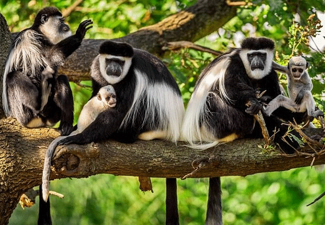 Aberdare National Park