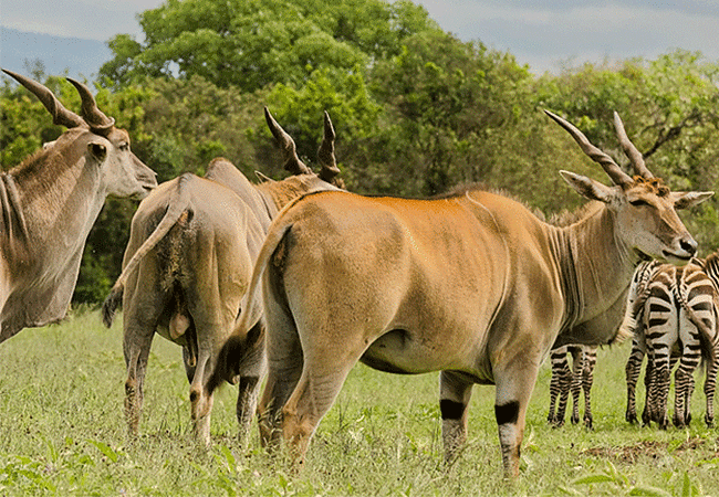 Aberdare National Park