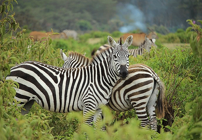 Aberdare National Park