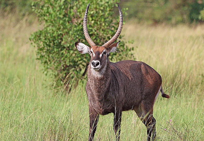 Aberdare National Park