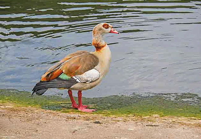 Aberdare National Park