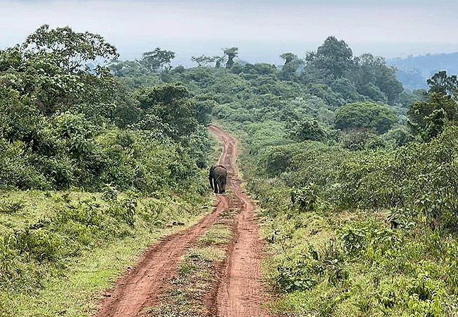 Aberdare National Park