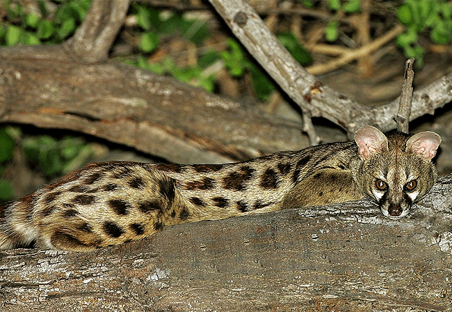 Aberdare National Park