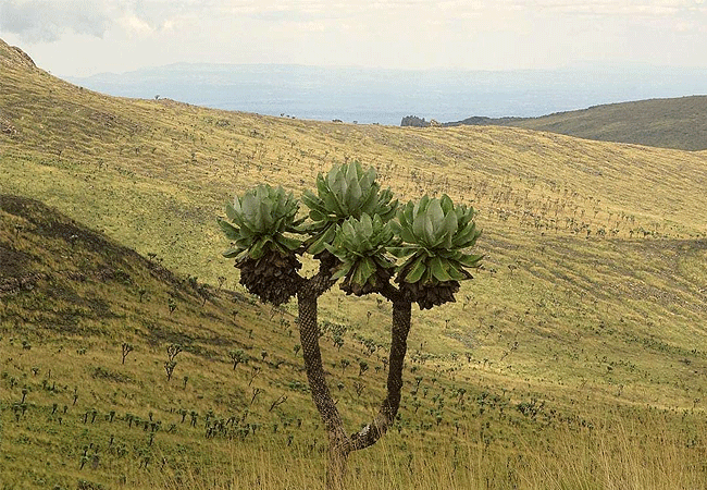 Aberdare National Park