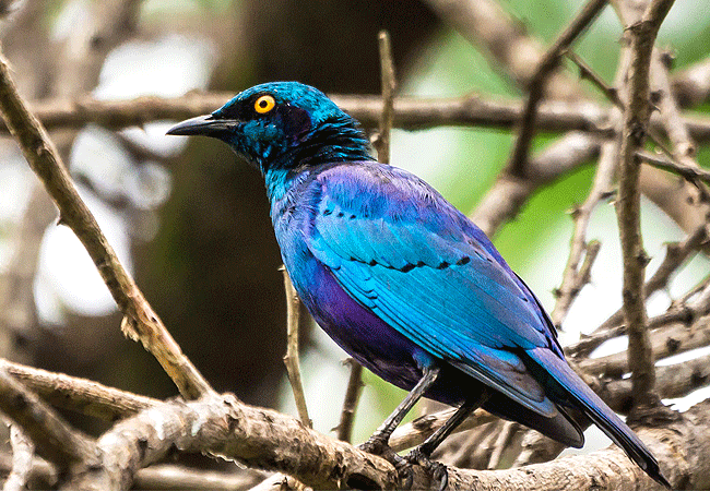 Aberdare National Park