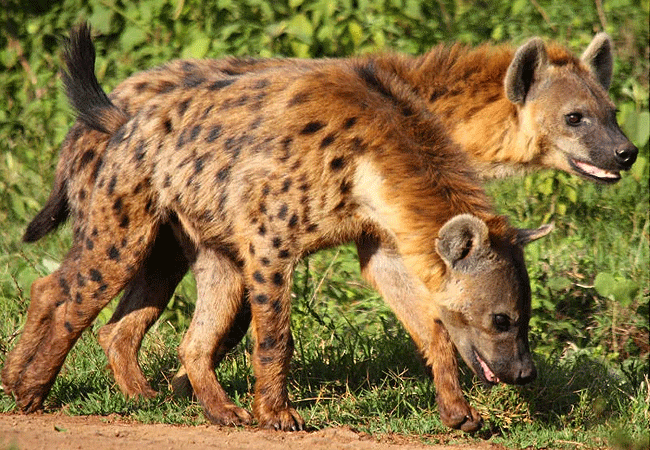 Aberdare National Park