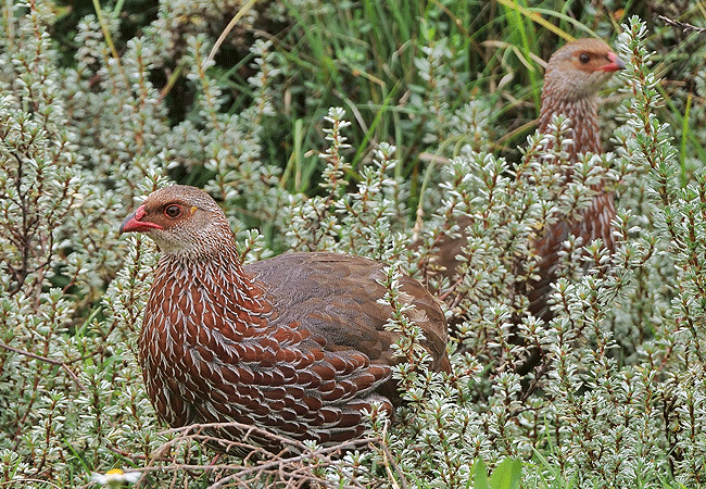 Aberdare National Park