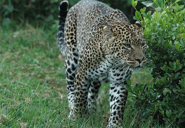 Aberdare National Park