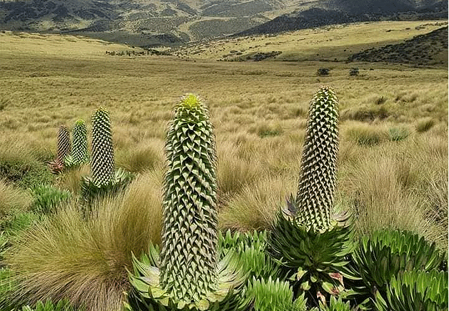 Aberdare National Park