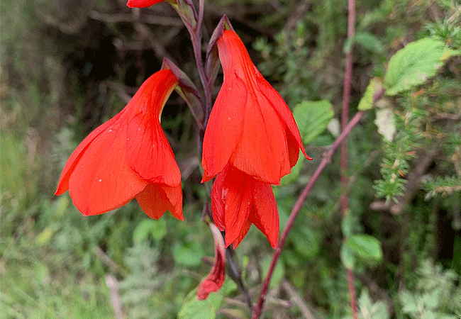 Aberdare National Park