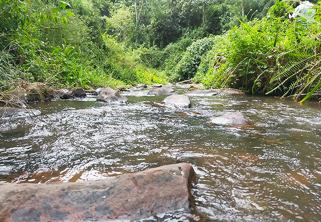 Aberdare National Park