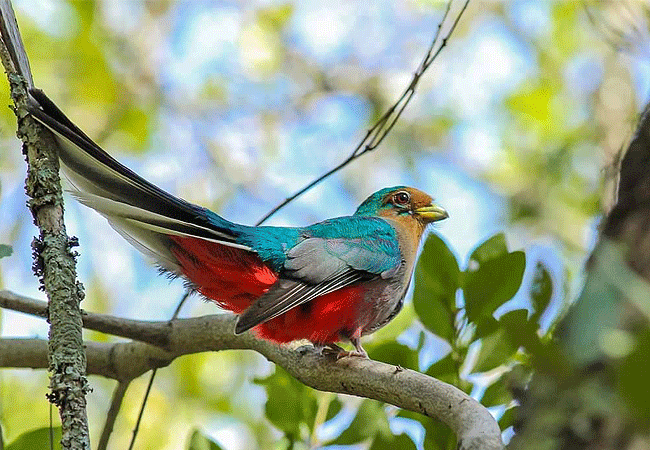 Aberdare National Park