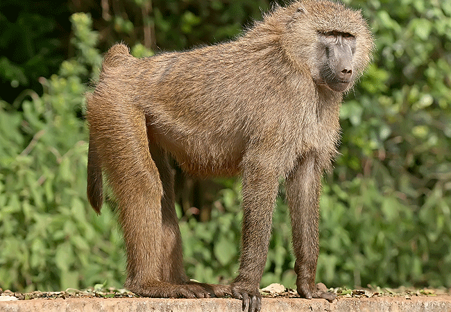 Aberdare National Park