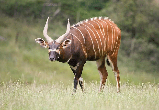 Aberdare National Park