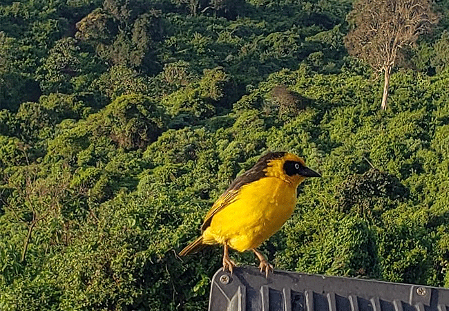 Aberdare National Park