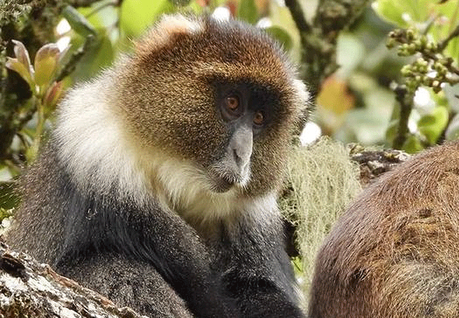 Aberdare National Park