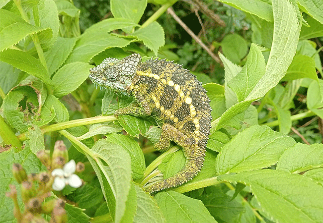 Aberdare National Park