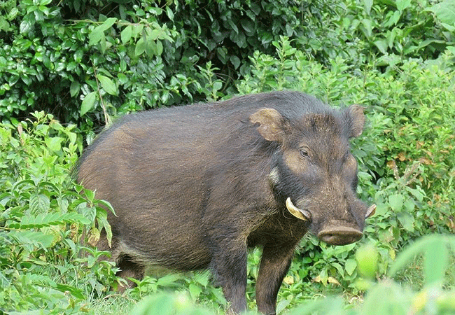 Aberdare National Park