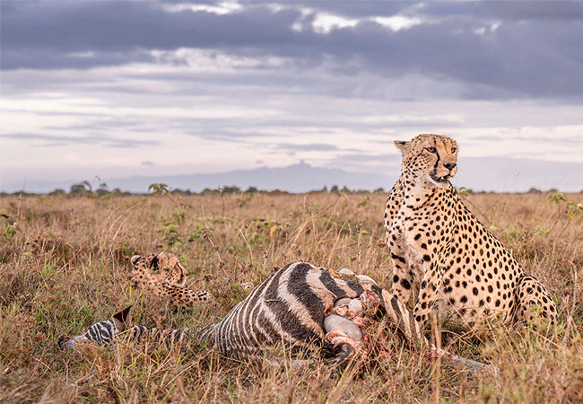 Mara Sweet Acacia Lodge Masai Mara