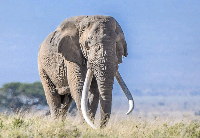 amboseli-national-park-kenya-african-elephant Amboseli National Park Kenya Tanzania Border | Mount Kilimanjaro Safaris