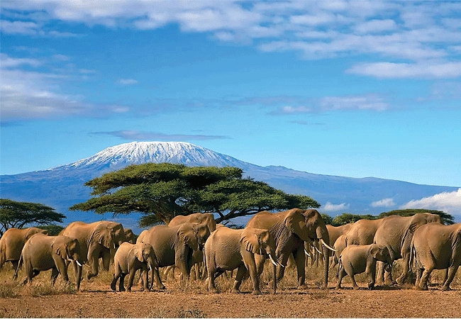 amboseli-national-park-kenya-herd-of-elephants Amboseli National Park Kenya Tanzania Border | Mount Kilimanjaro Safaris