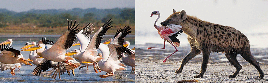 Lake Nakuru National Park Animals & Birds
