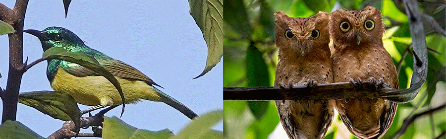 Birds of Arabuko Sokoke Forest Reserve