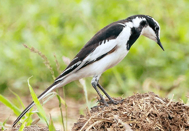 Arabuko Sokoke national Park Kenya