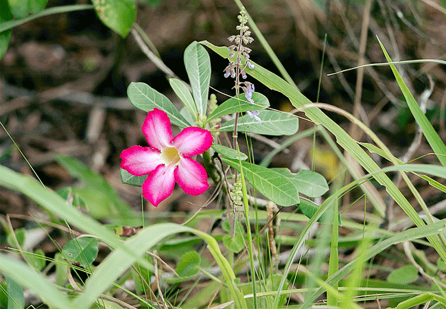 Arabuko Sokoke national Park Kenya