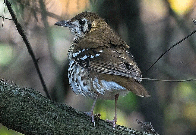 Arabuko Sokoke national Park Kenya