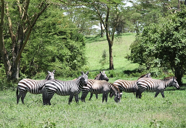 Arabuko Sokoke national Park Kenya