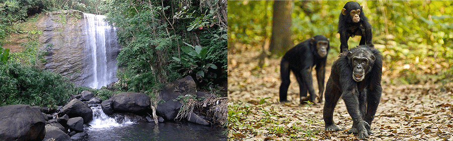 Gombe Chimpanzee Excursions