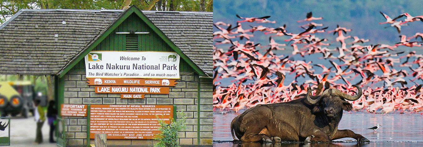 Lake Nakuru National Park | Kenya | Park Fees | Hotels | Activities | Tours