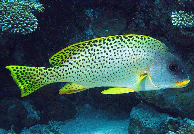 kisite-mpunguti-marine-park-kenya-blackspotted-rubberlip-fish Kisite Mpunguti Marine Park & Reserve Kenya