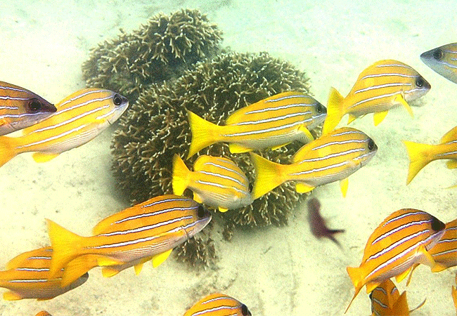 kisite-mpunguti-marine-park-kenya-blue- stripped-snapper Kisite Mpunguti Marine Park & Reserve Kenya