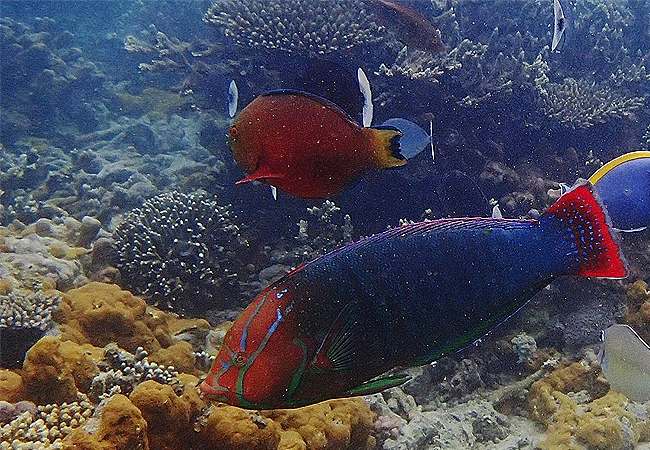 kisite-mpunguti-marine-park-kenya-blue-yellowtail-coris Kisite Mpunguti Marine Park & Reserve Kenya