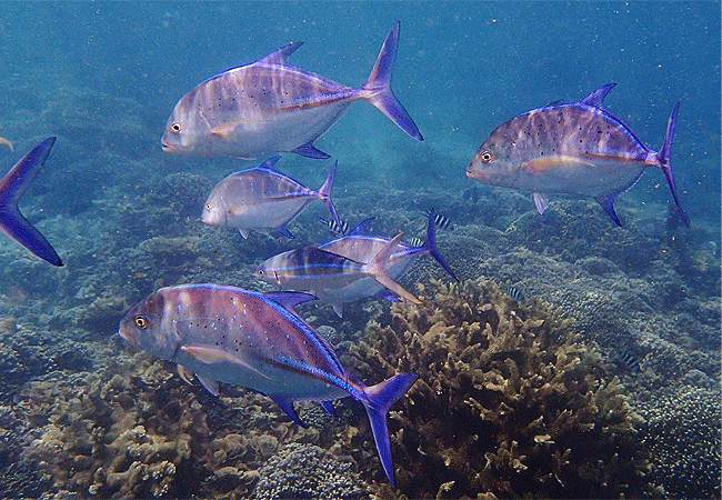 kisite-mpunguti-marine-park-kenya-bluefin-trevally-fish Kisite Mpunguti Marine Park & Reserve Kenya