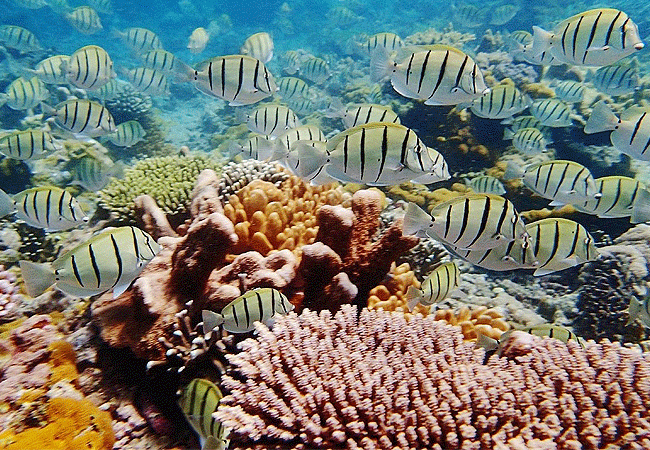 kisite-mpunguti-marine-park-kenya-clown-fish-convict-tang-fish Kisite Mpunguti Marine Park & Reserve Kenya