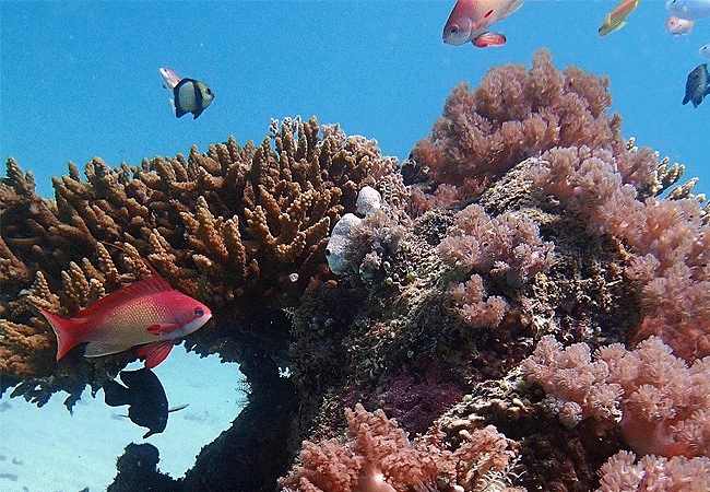 kisite-mpunguti-marine-park-kenya-day-tour Kisite Mpunguti Marine Park & Reserve Kenya