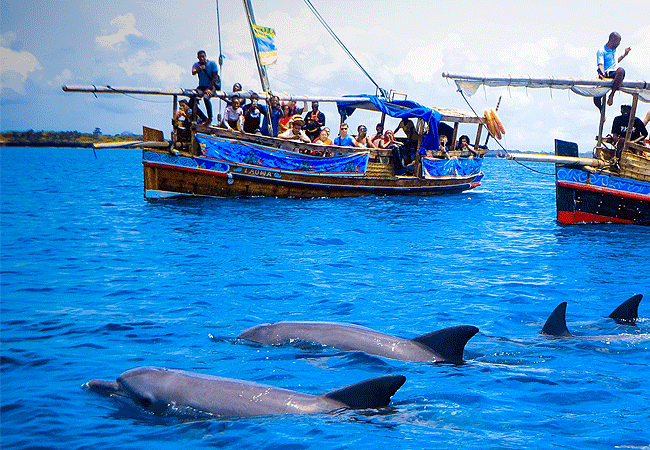 kisite-mpunguti-marine-park-kenya-dolphin&whale-watching Kisite Mpunguti Marine Park & Reserve Kenya