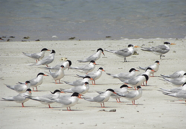 kisite-mpunguti-marine-park-kenya-elegant-tern-birds Kisite Mpunguti Marine Park & Reserve Kenya
