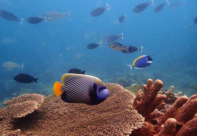 kisite-mpunguti-marine-park-kenya-emperor-angelfish Kisite Mpunguti Marine Park & Reserve Kenya
