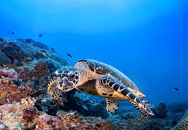 kisite-mpunguti-marine-park-kenya-kenya-sea-turtles Kisite Mpunguti Marine Park & Reserve Kenya