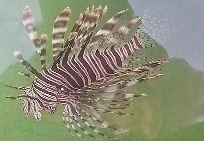kisite-mpunguti-marine-park-kenya-lion-fish Kisite Mpunguti Marine Park & Reserve Kenya