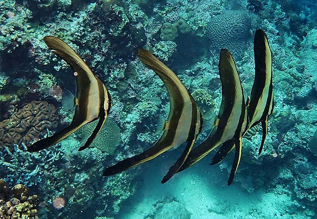 kisite-mpunguti-marine-park-kenya-longfin-batfish Kisite Mpunguti Marine Park & Reserve Kenya