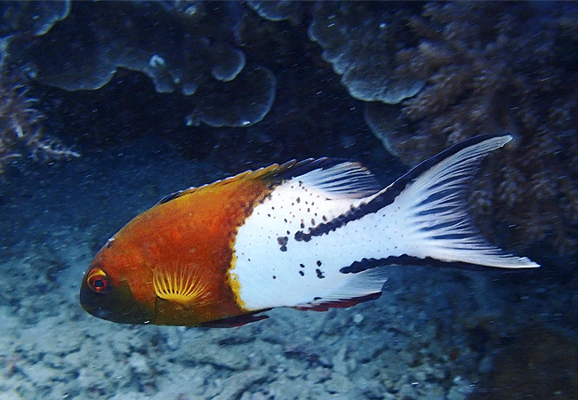 kisite-mpunguti-marine-park-kenya-lyretail-hogfish Kisite Mpunguti Marine Park & Reserve Kenya